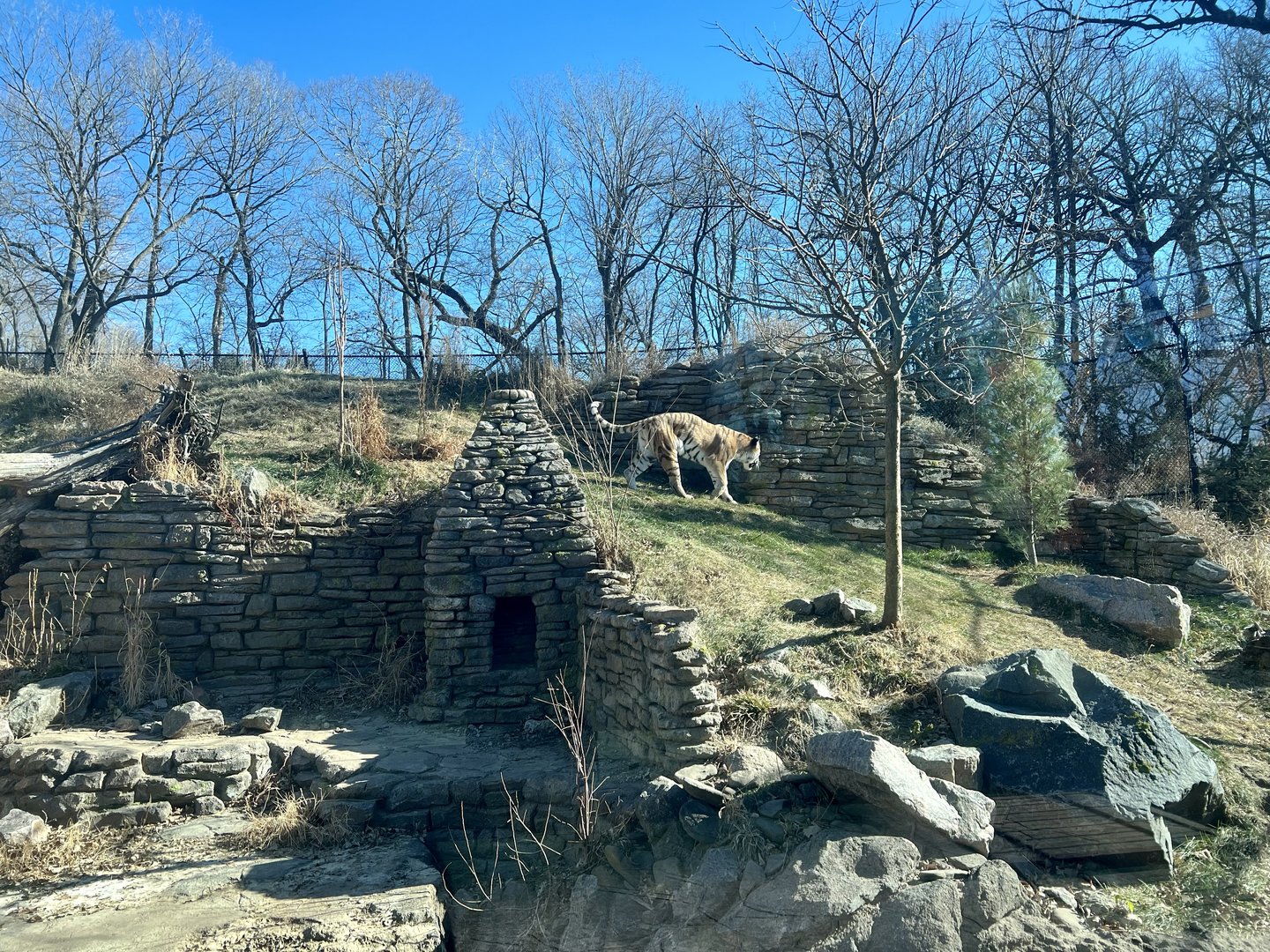 Amur Tiger Exhibit