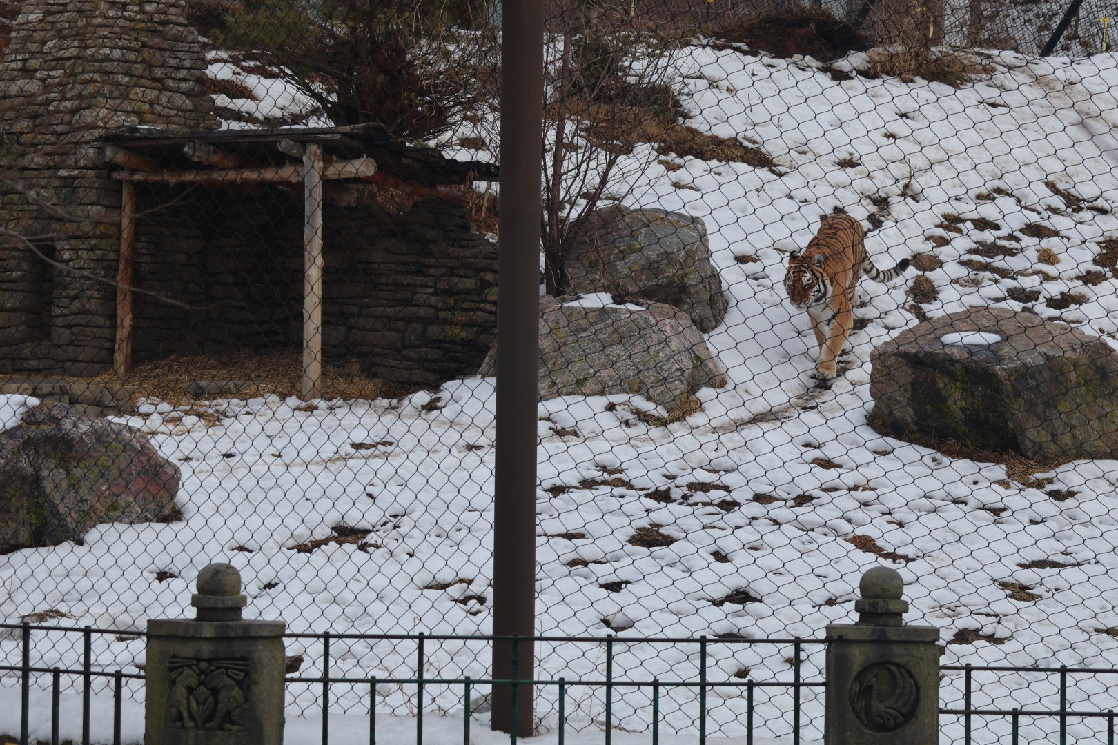 Amur Tiger exhibit