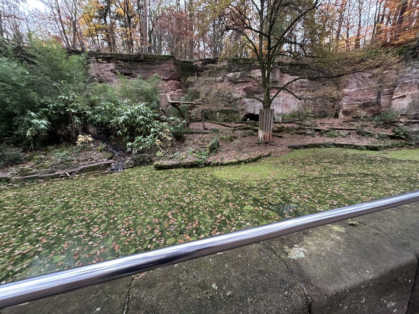 Amur Tiger Exhibit