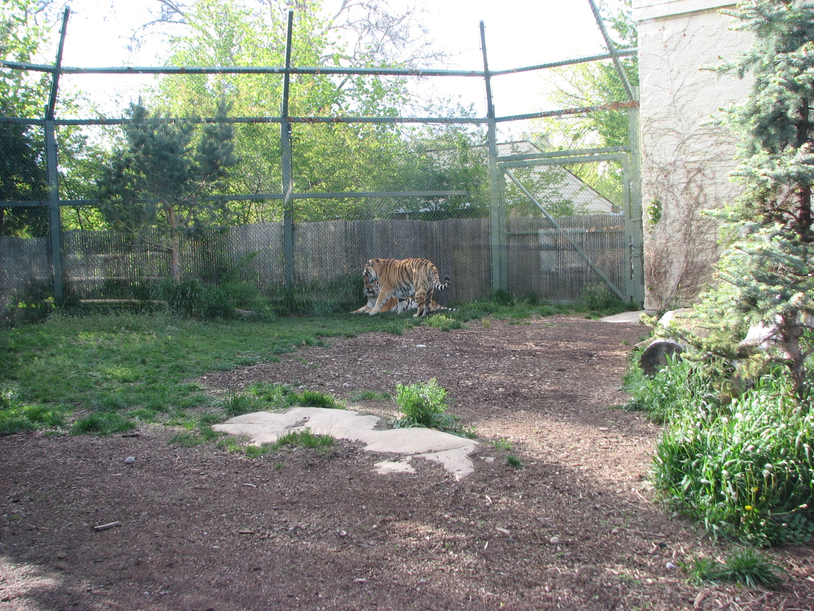 Amur Tiger Exhibit