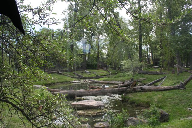 Amur Tiger Exhibit