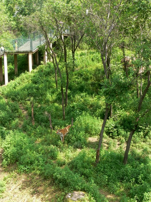 Amur tiger exhibition in Changchun Zoo