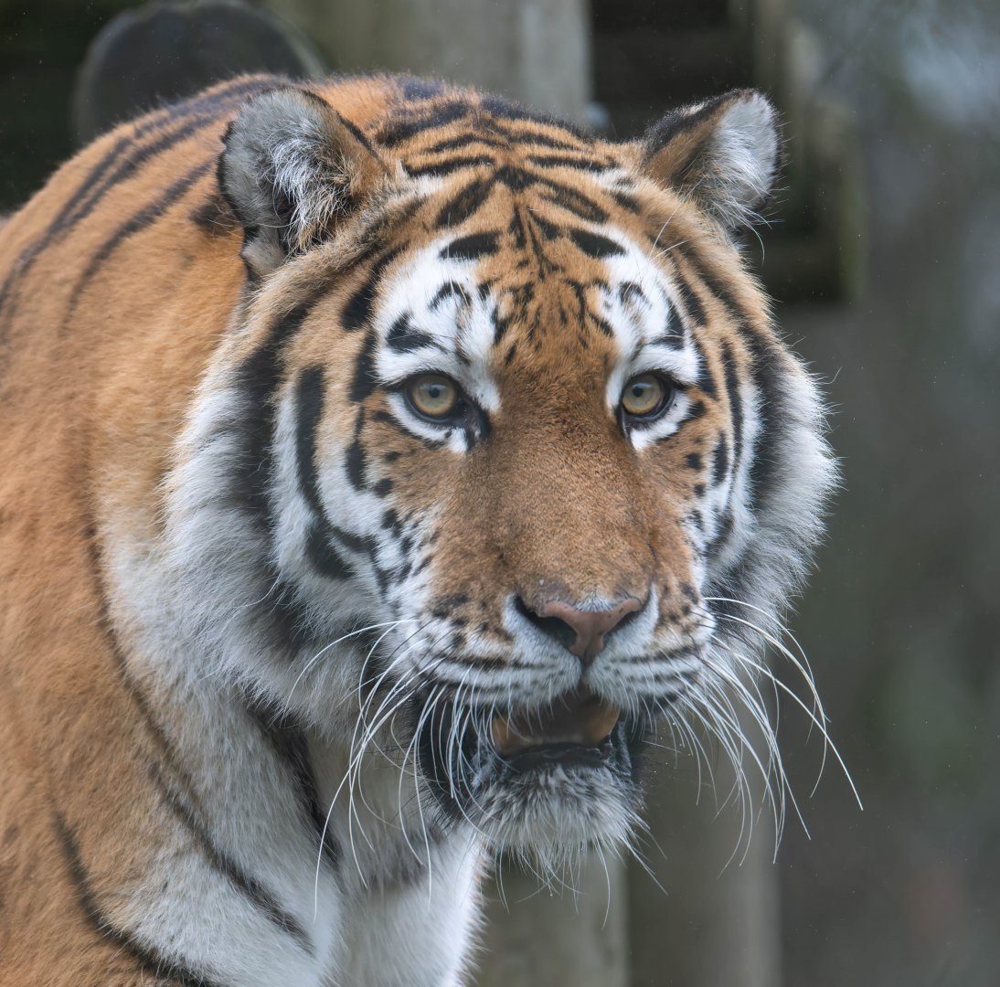 Amur Tiger (f), Mishka, Banham zoo, UK
