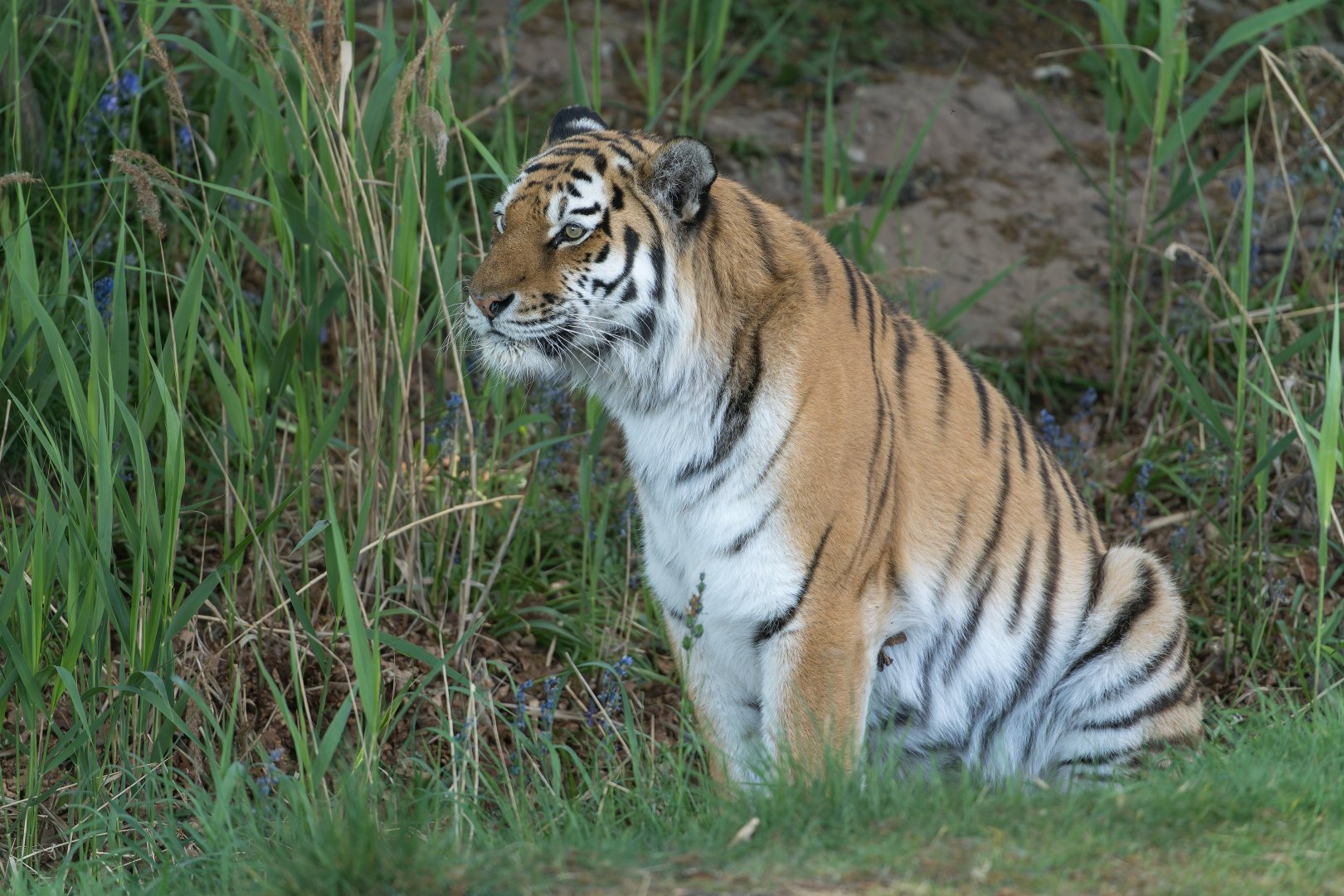Amur Tiger (f) YWP UK