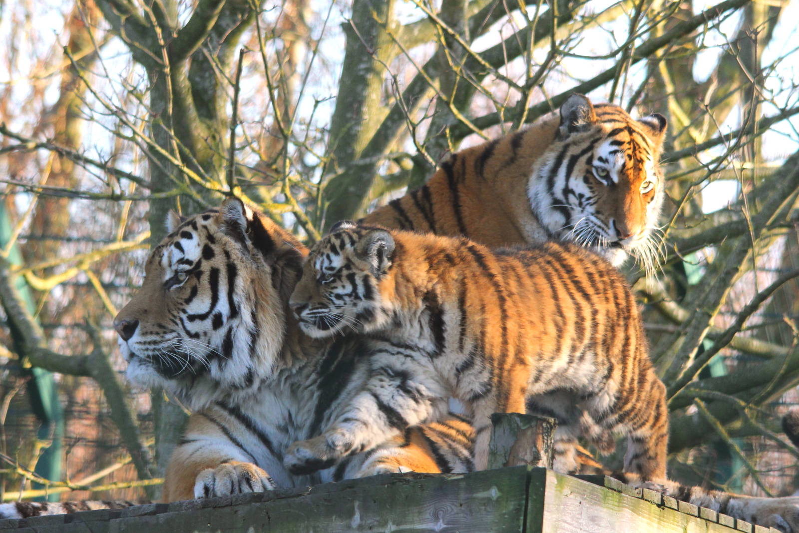 Amur Tiger family 13-12-14