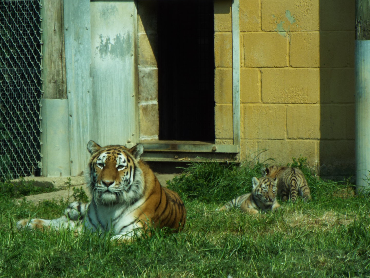 Amur Tiger Family, Banham Zoo