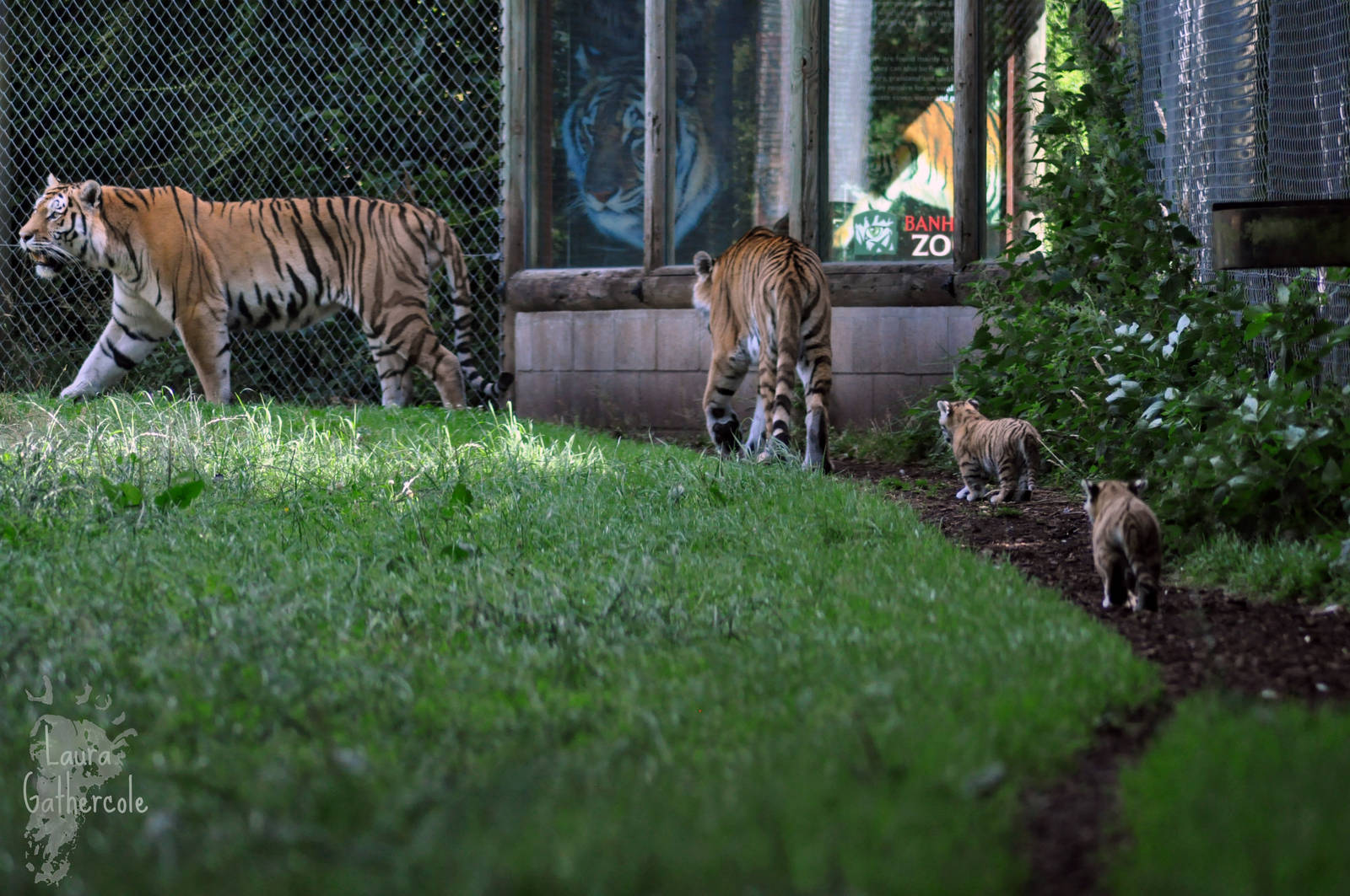 Amur Tiger Family