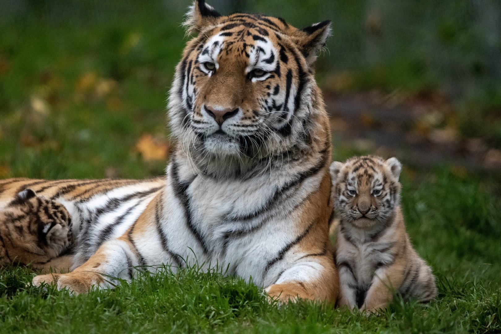 Amur tiger family