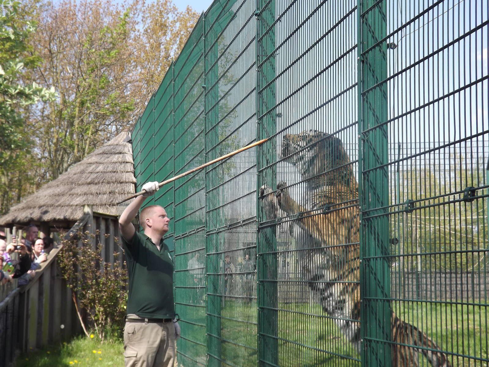 Amur Tiger feeding at Blackpool Zoo 13/05/12