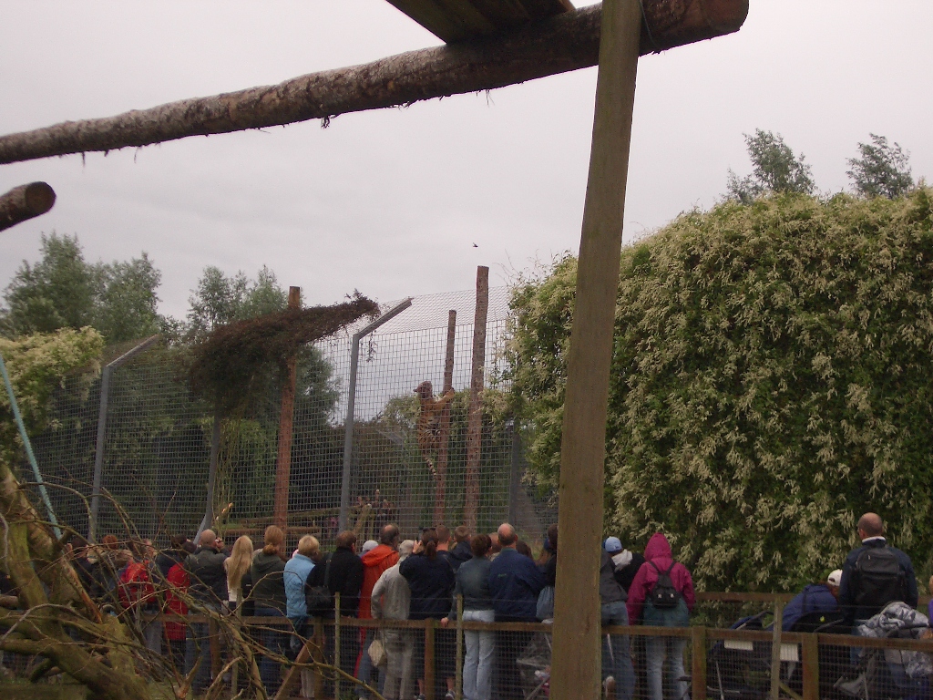 Amur Tiger Feeding - August 2004