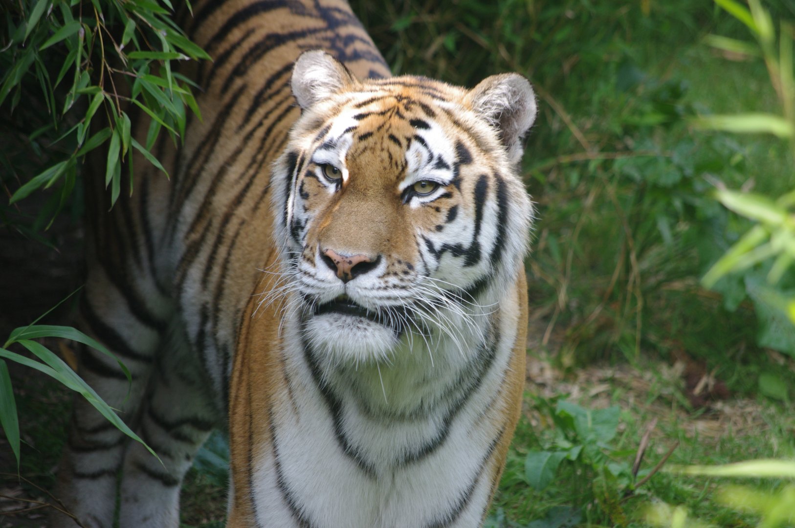 Amur Tiger female- 2/8/2024
