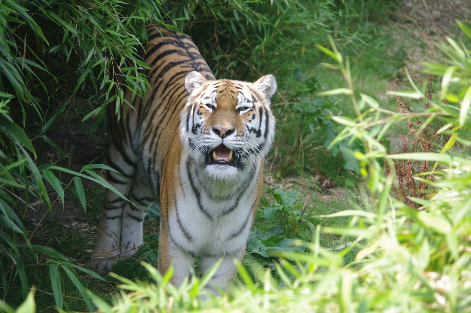 Amur Tiger female- 2/8/2024