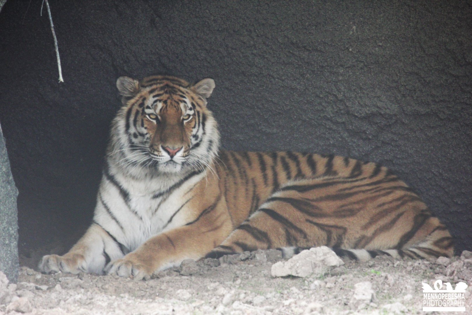 Amur tiger - female Aïda