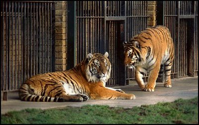 amur tiger female and male a couple of year's ago