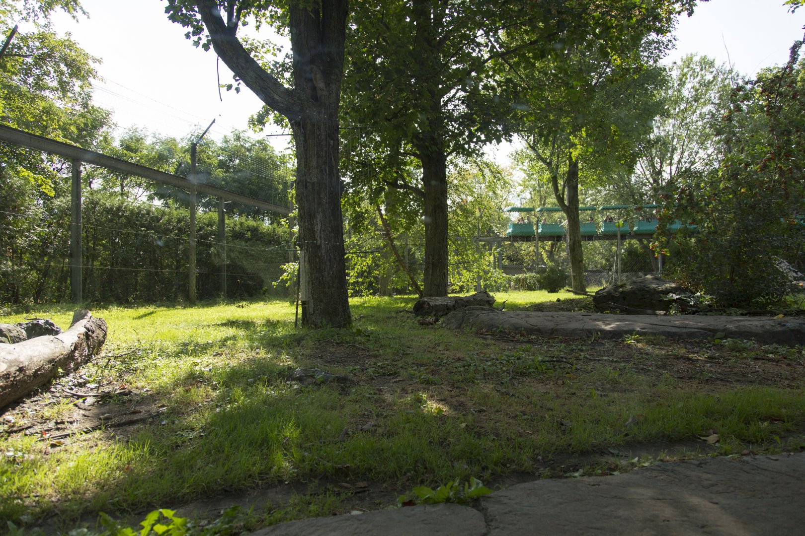 Amur Tiger - First Exhibit
