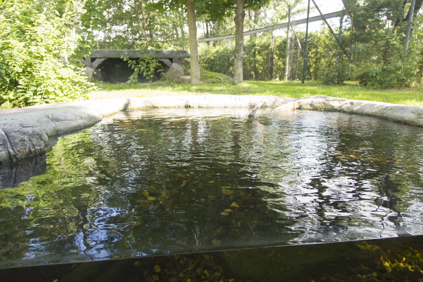 Amur Tiger - First Exhibit