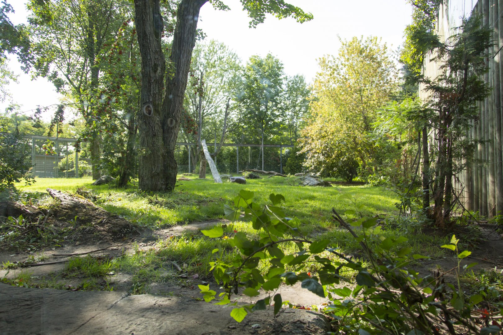 Amur Tiger - First Exhibit