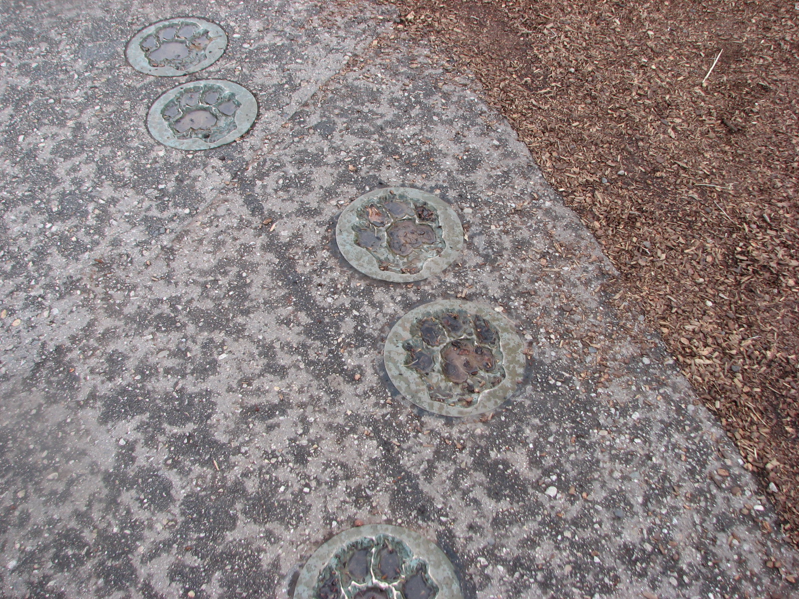 Amur Tiger - Footprints on Viewing Path