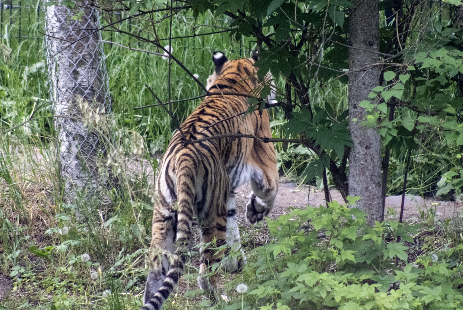 Amur Tiger from the rear, highlighting camouflage, the white ear spots, and a good view of a front paw.