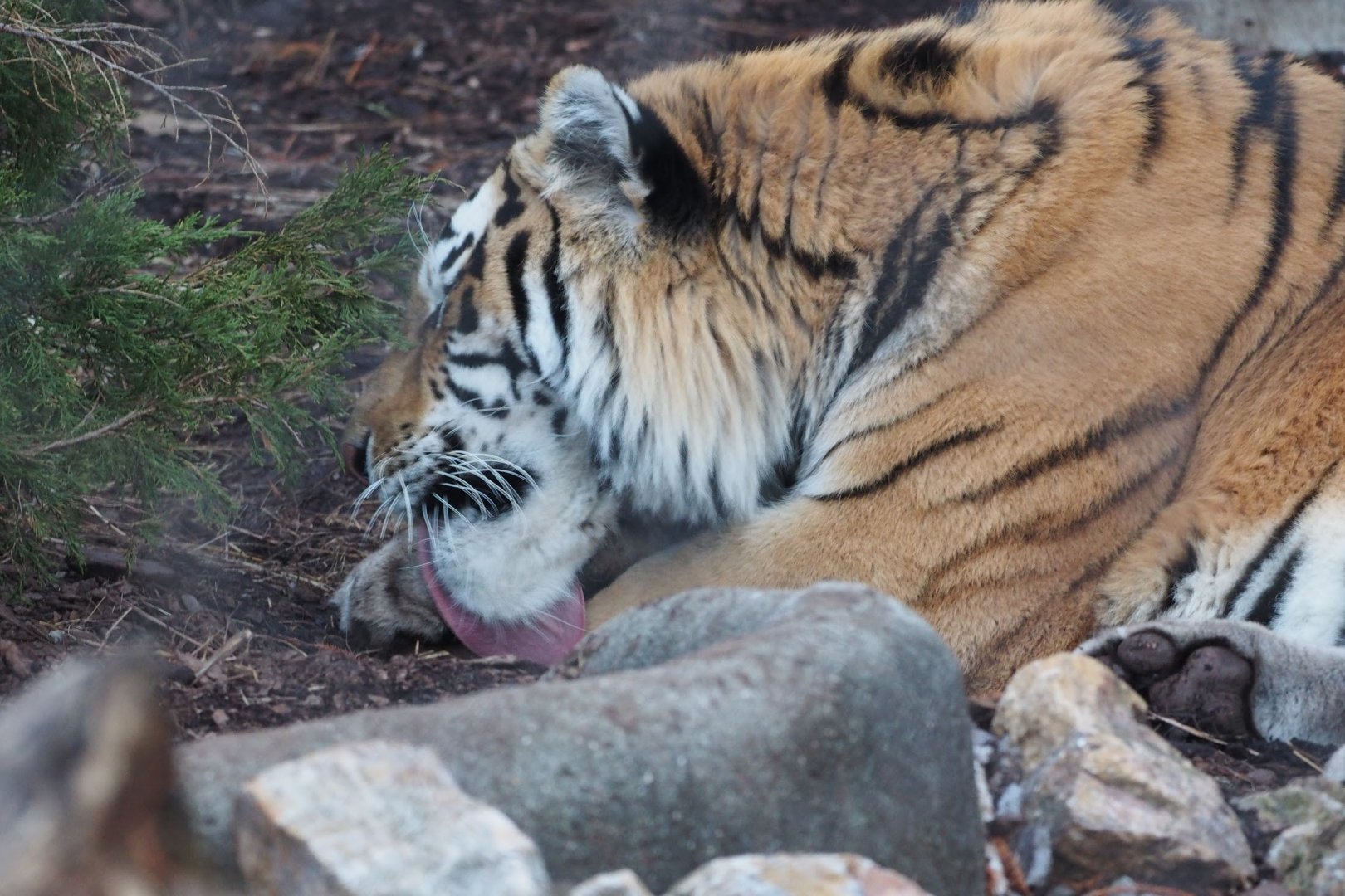 Amur tiger grooming