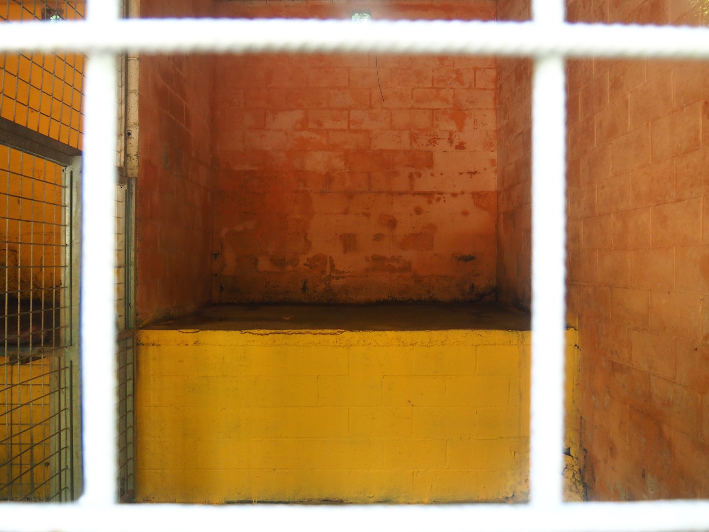 Amur tiger holding, 2023-06-24