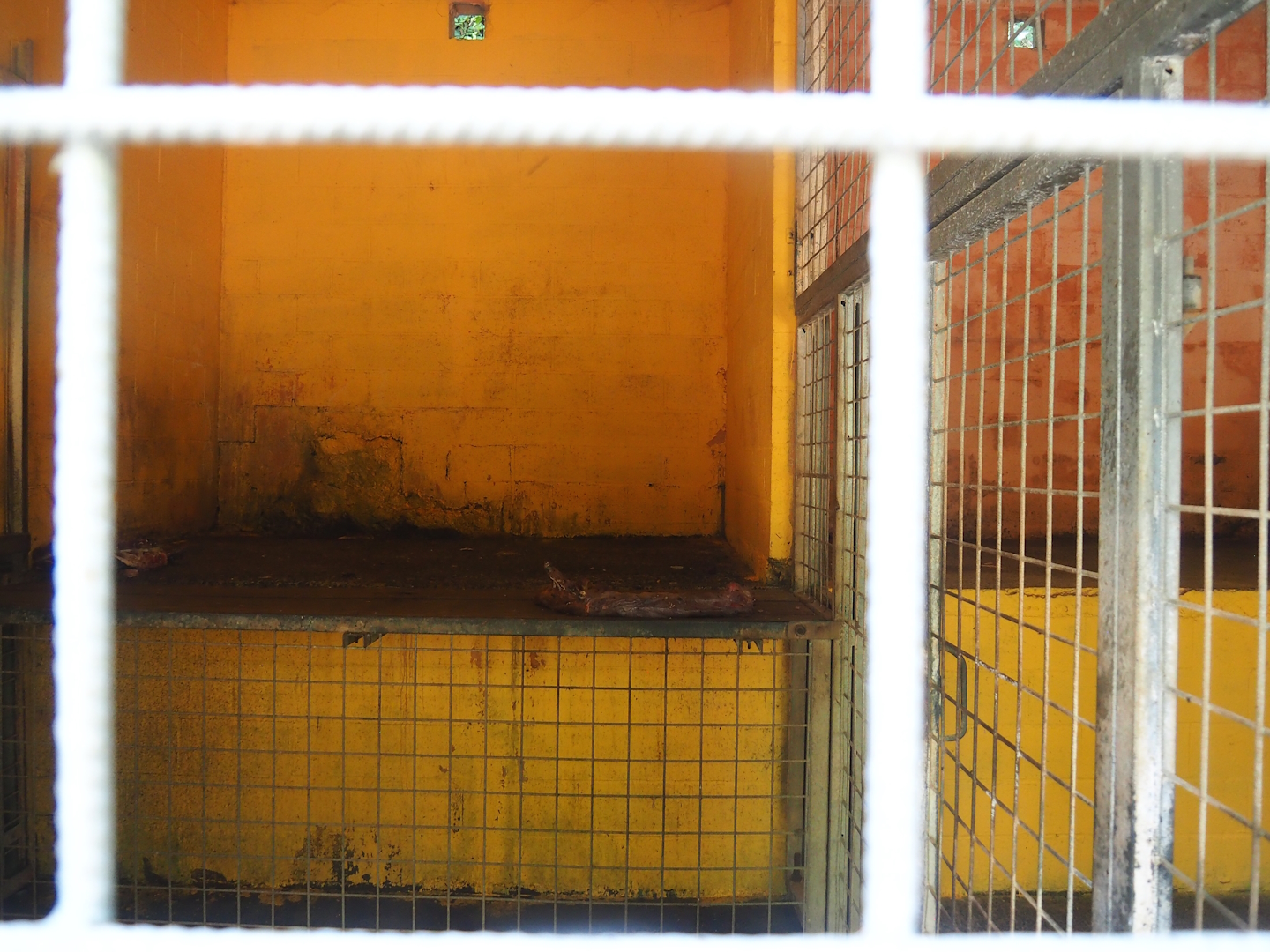 Amur tiger holding, 2023-06-24