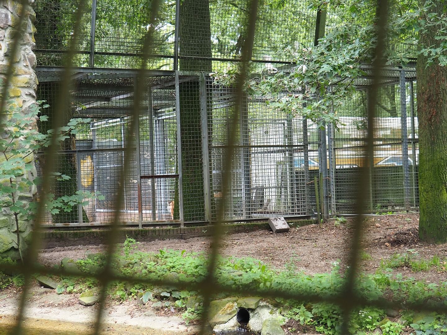 Amur tiger holding, 2023-08-17