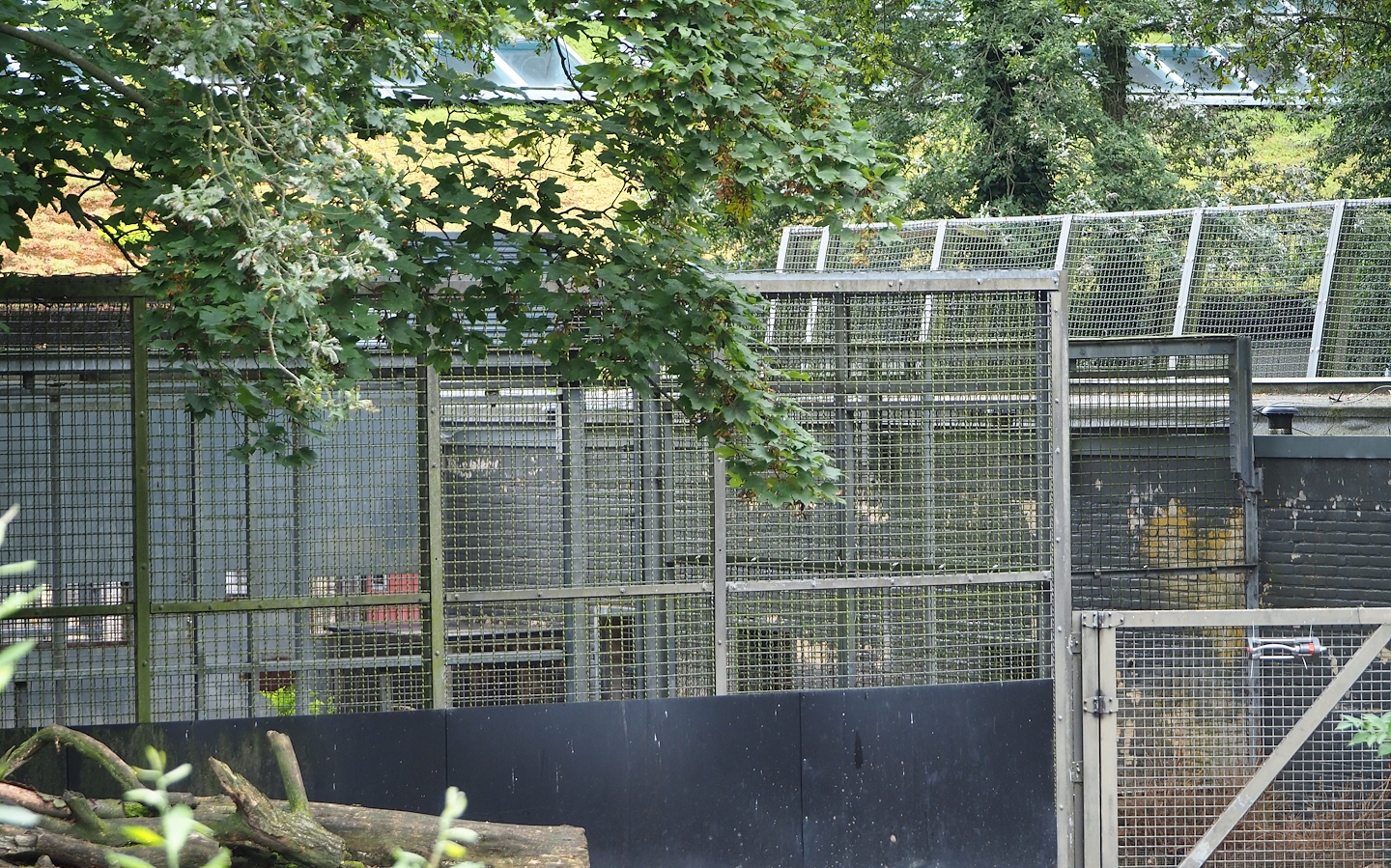 Amur tiger holding, 2023-08-17