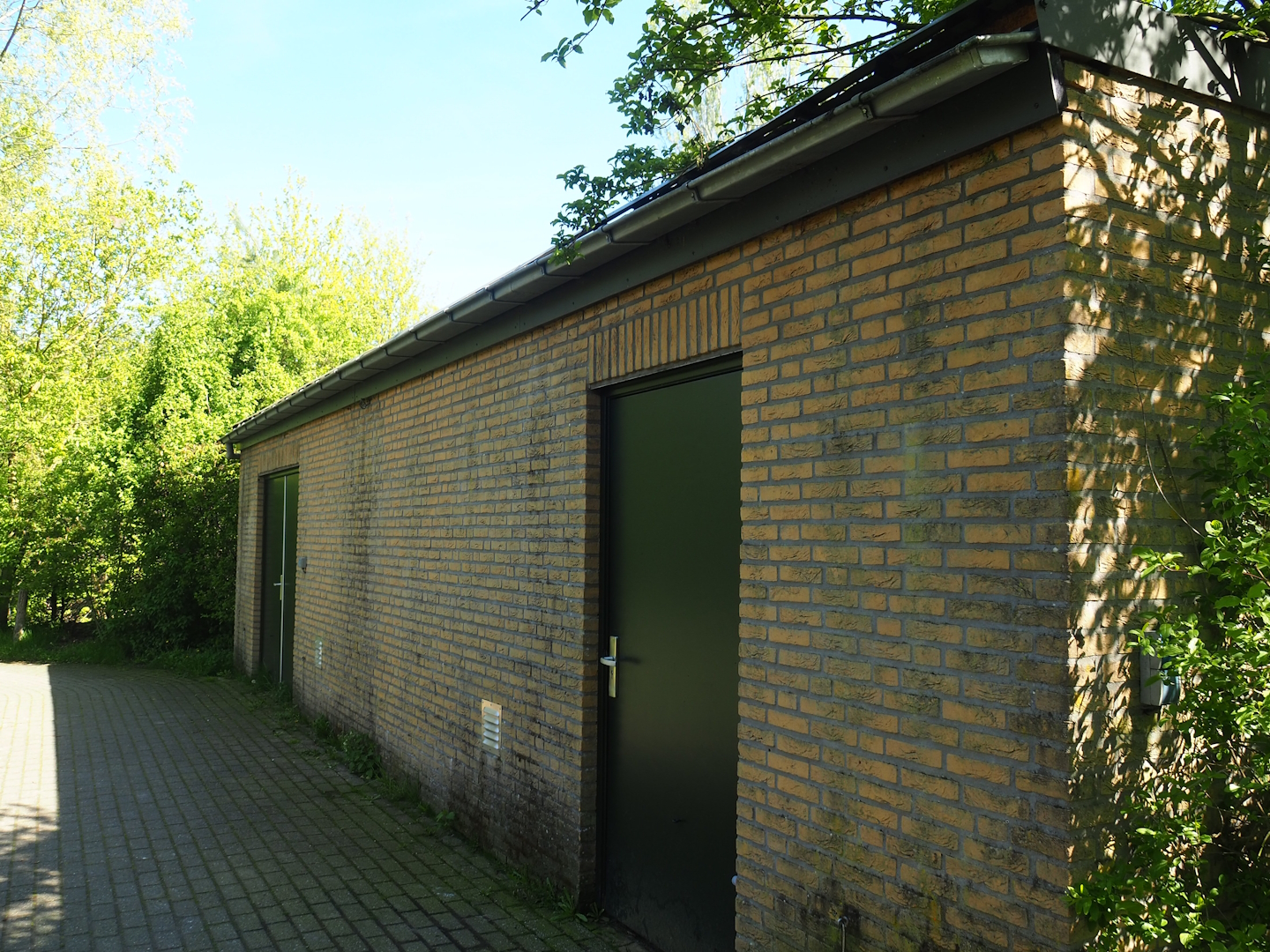 Amur tiger holding building, 2023-04-30