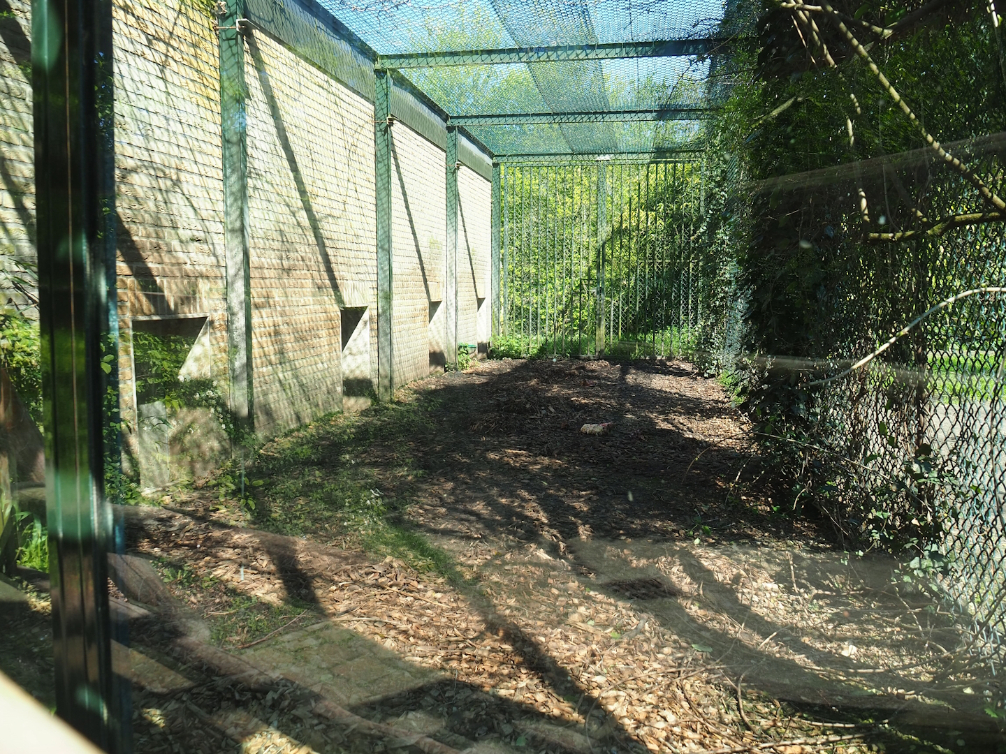Amur tiger holding cage, 2023-04-30