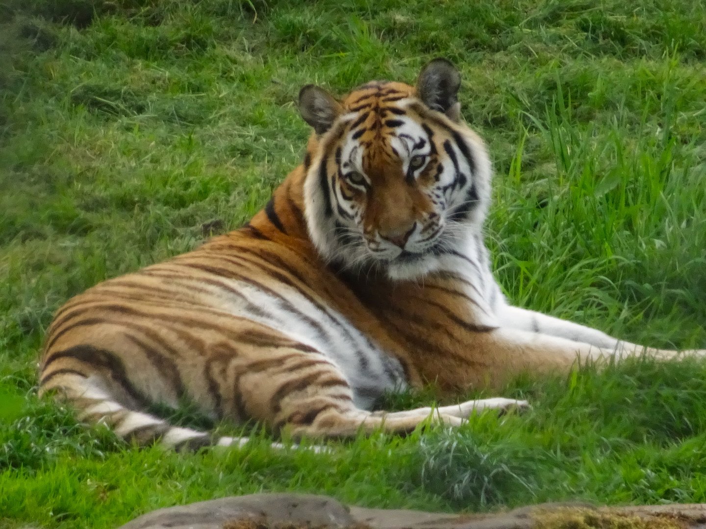 Amur Tiger Hope 20 May 2025