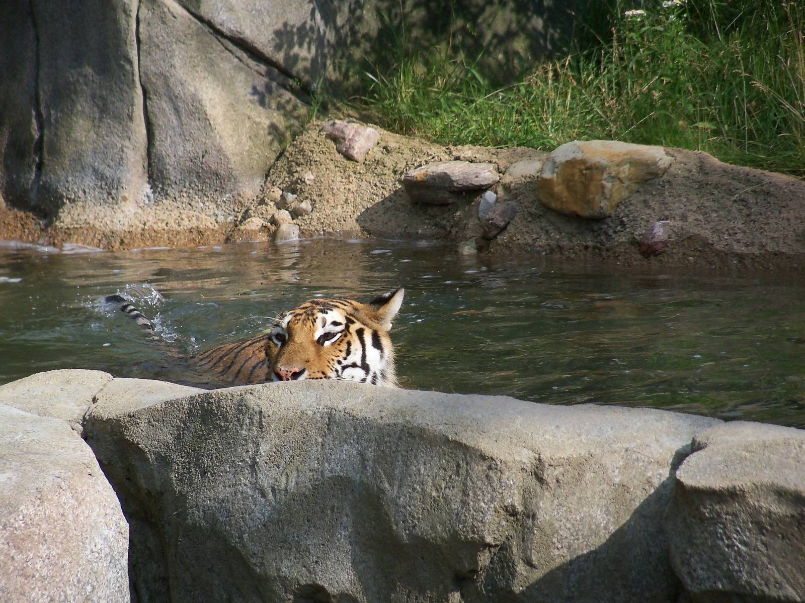 Amur Tiger in Pool