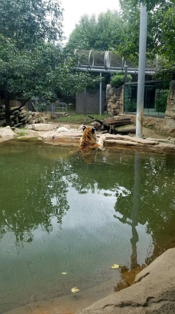 Amur Tiger in the big pool
