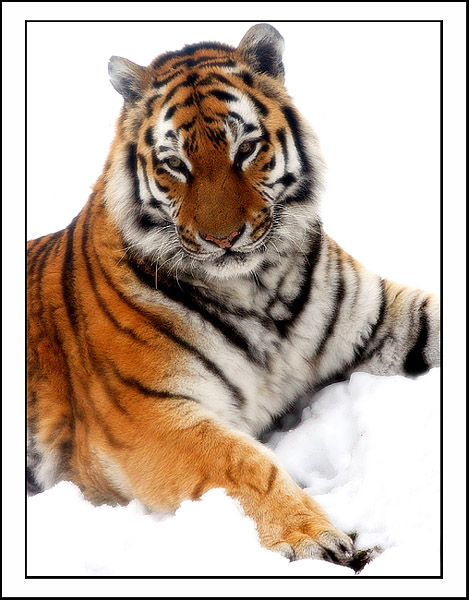 amur tiger in the snow