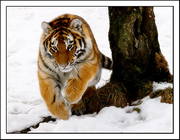 amur tiger in the snow