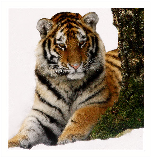 amur tiger in the snow