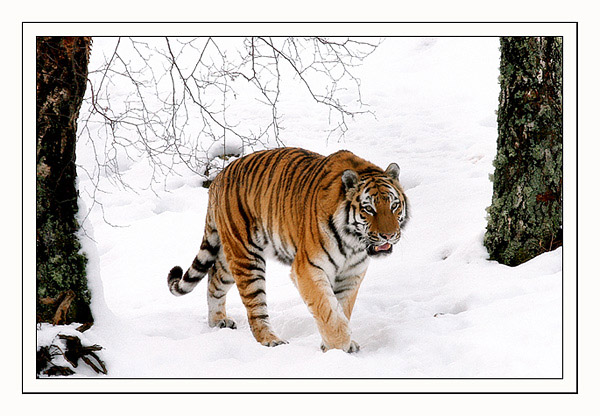 amur tiger in the snow