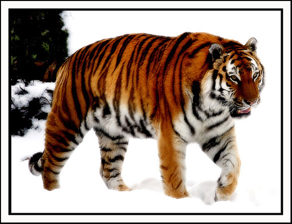 amur tiger in the snow