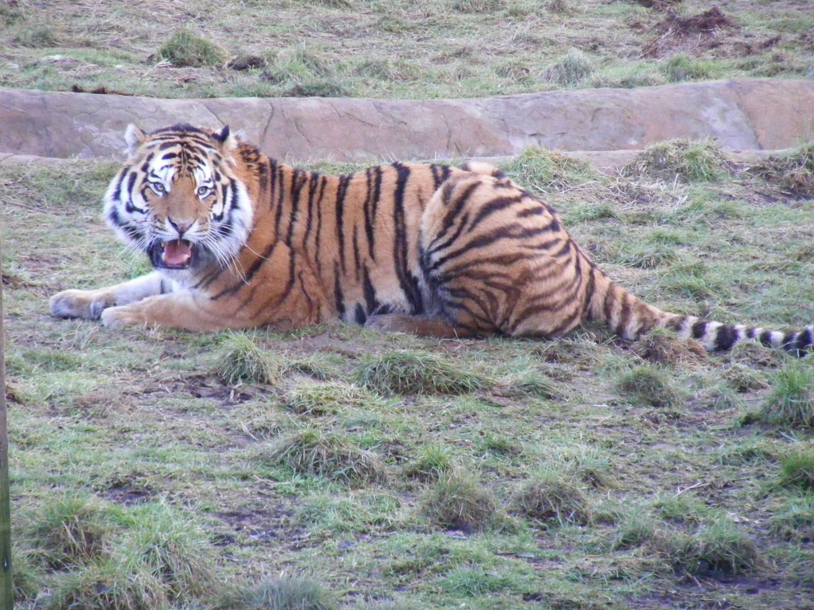Amur Tiger in Tiger Taiga exhibit at Colchester Zoo, 13 February 2009