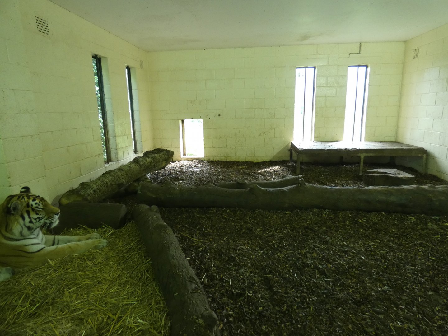 Amur tiger indoor enclosure