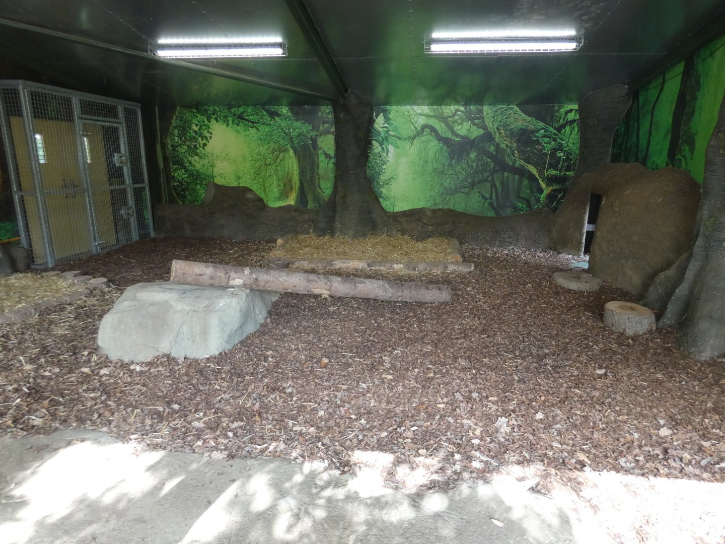 Amur tiger indoor enclosure