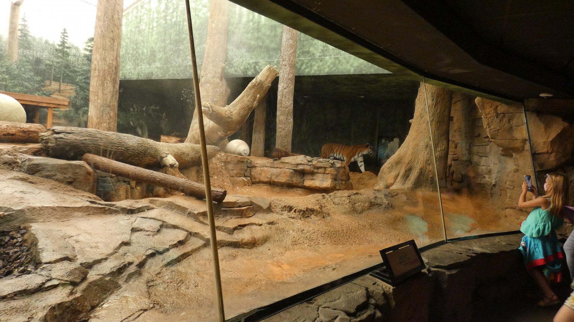 Amur Tiger Indoor Exhibit, Big Cat Country - Aug. 2021