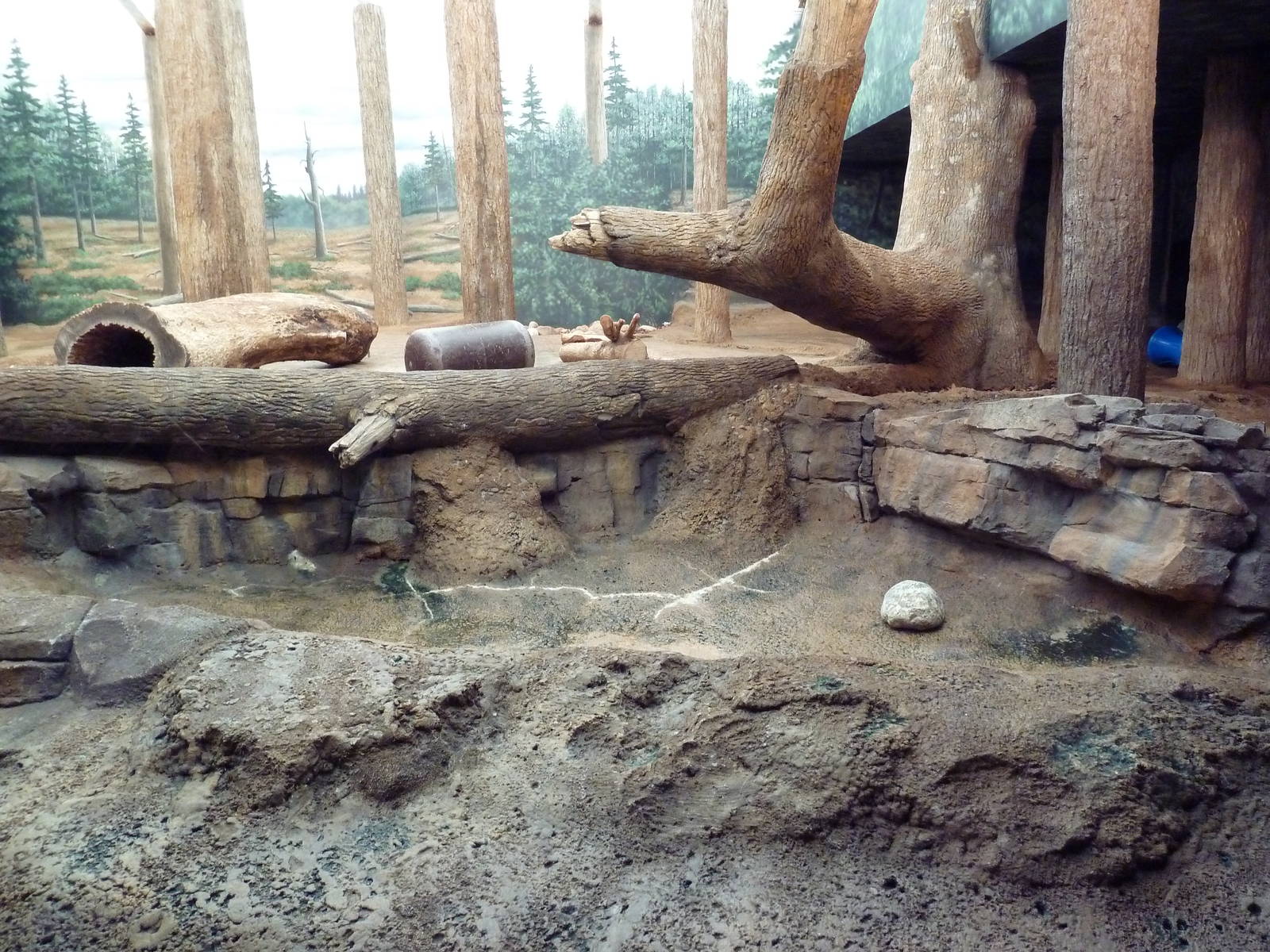 Amur Tiger Indoor Exhibit