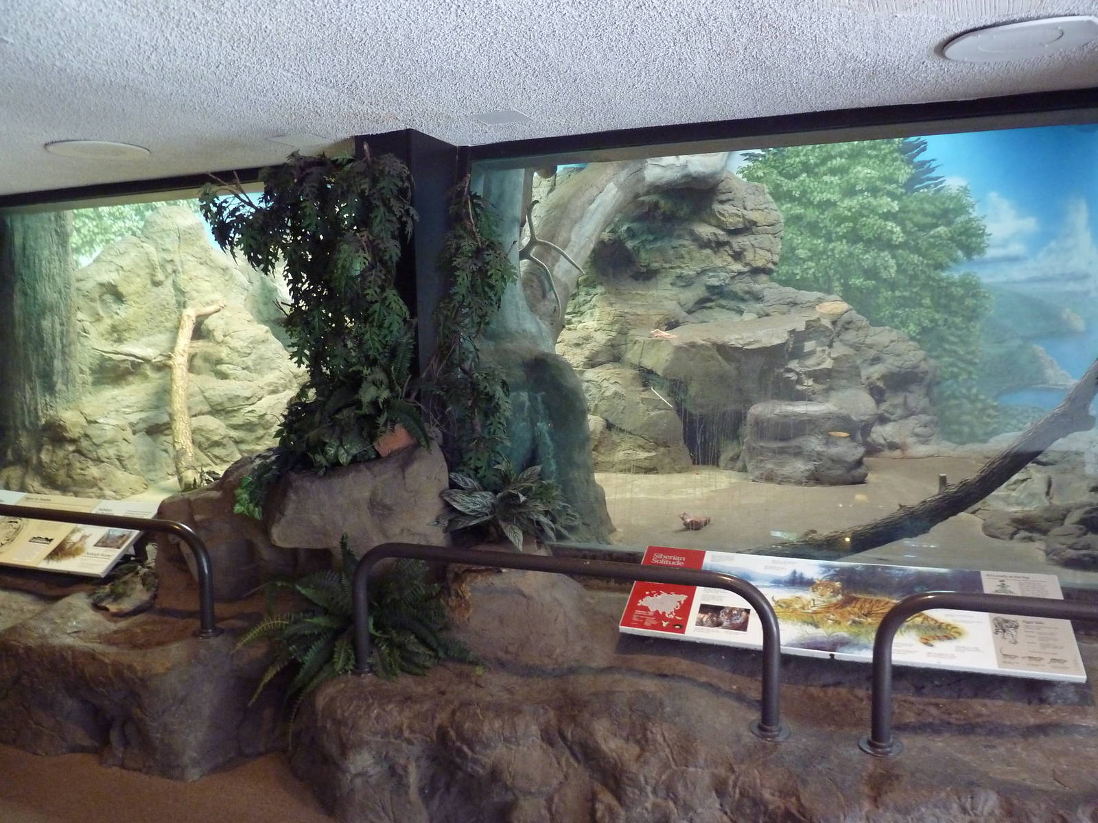 Amur Tiger Indoor Exhibit