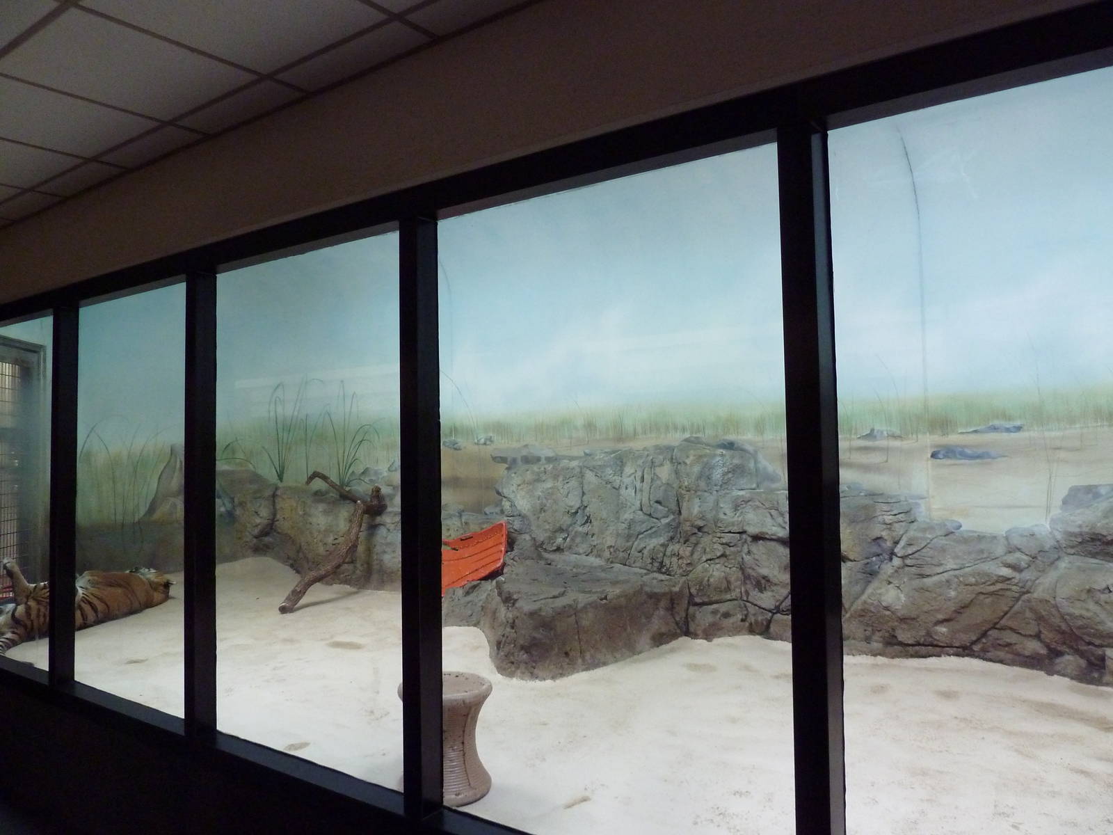 Amur Tiger Indoor Exhibit