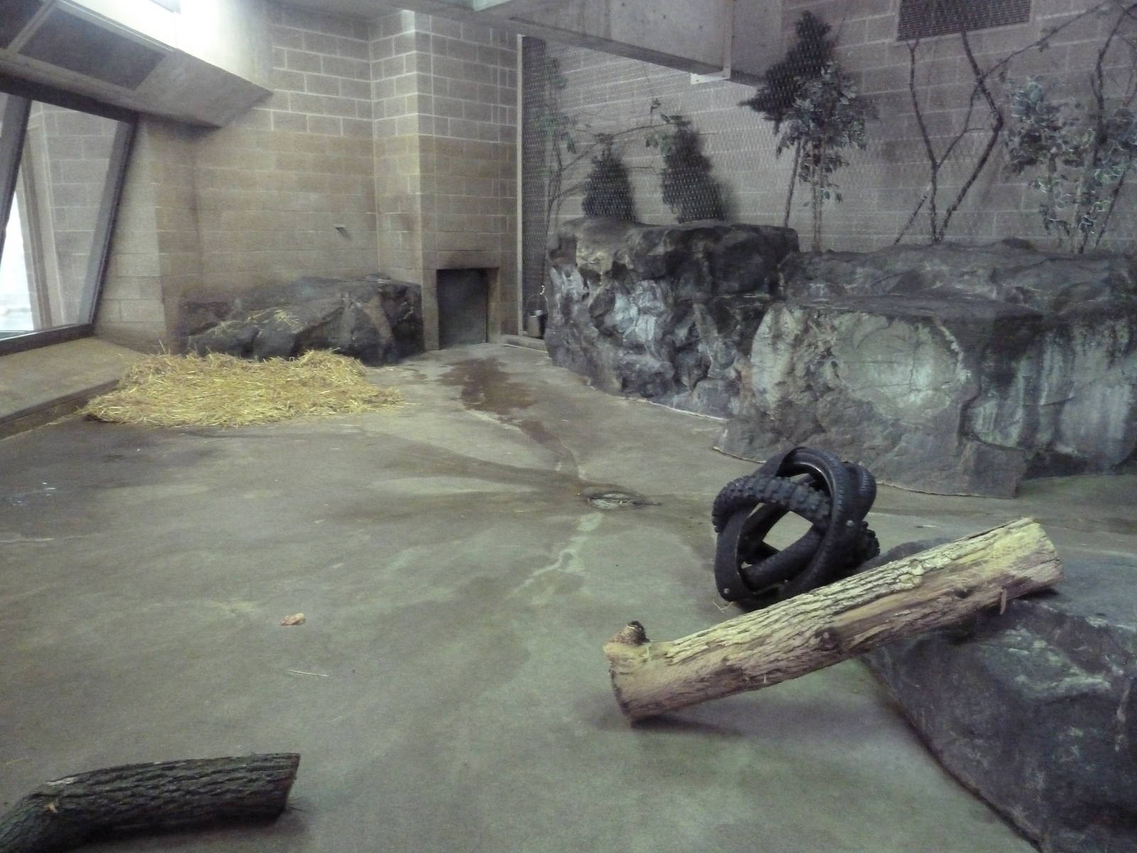 Amur Tiger Indoor Exhibit