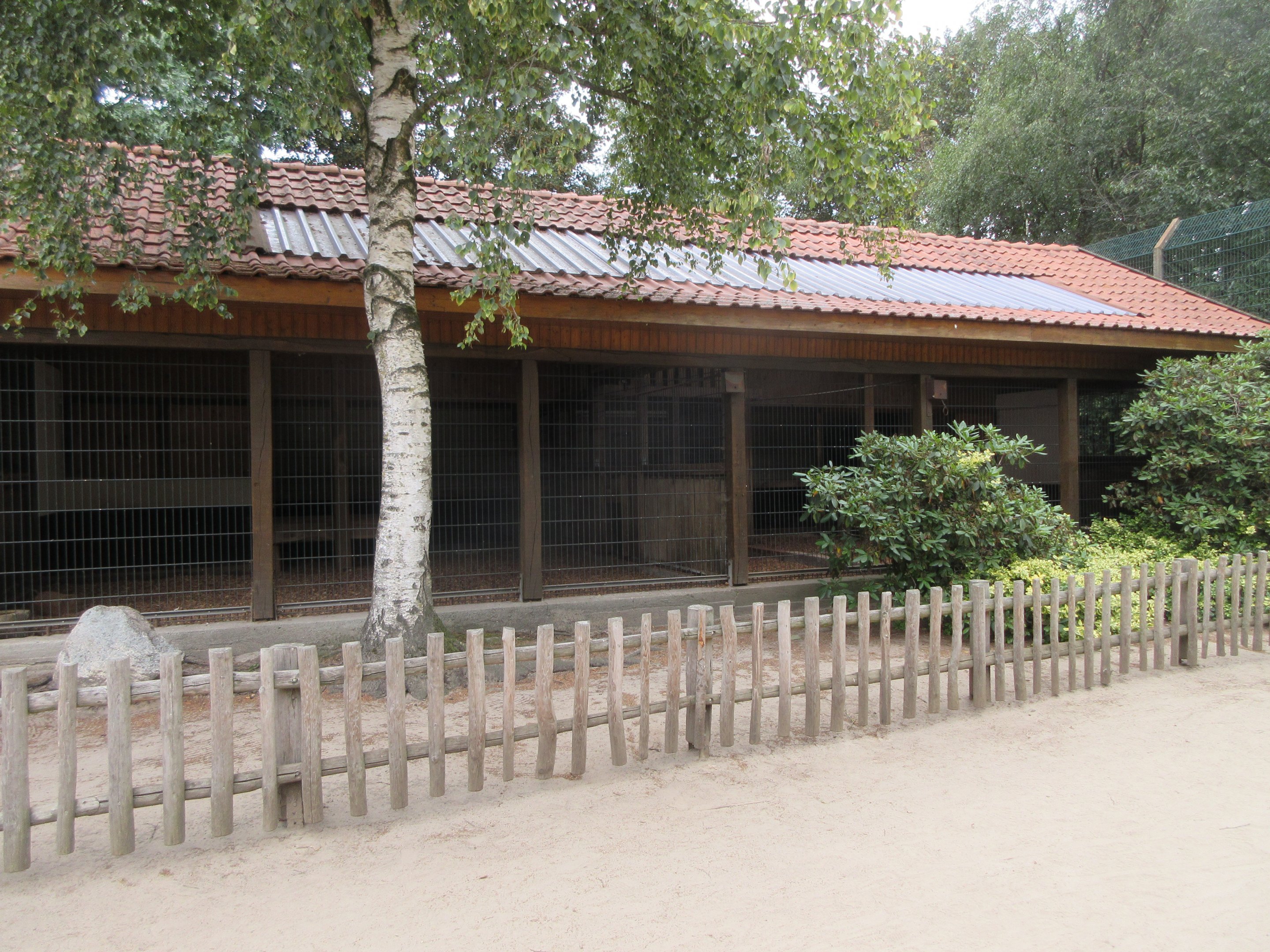 Amur Tiger - indoor exhibit
