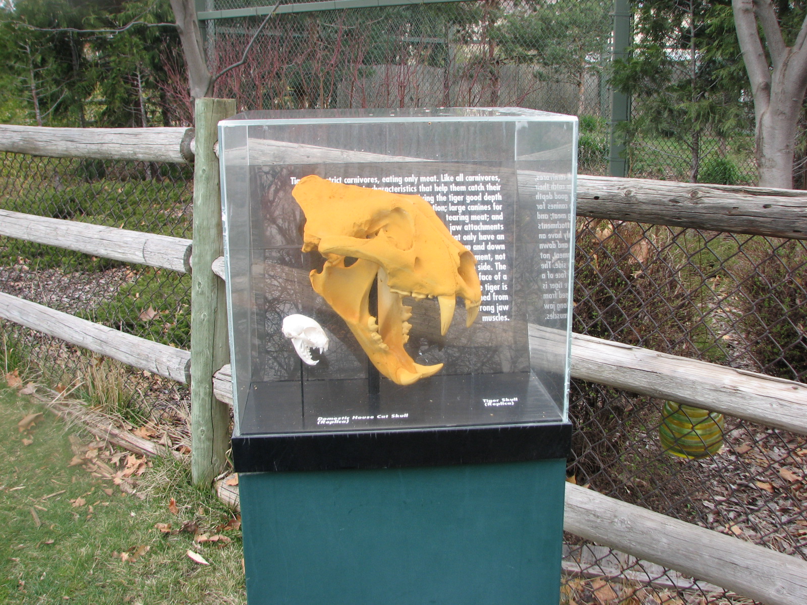 Amur Tiger - Interpretive Display
