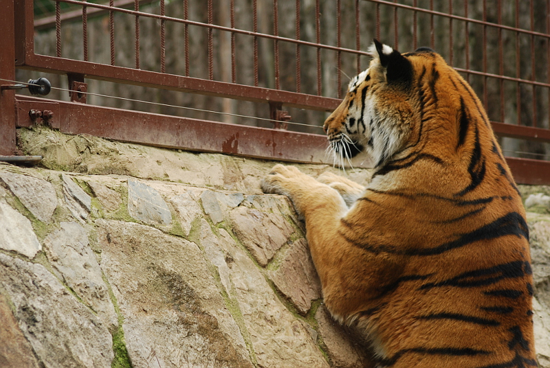 Amur tiger is watching his white friend on the other side
