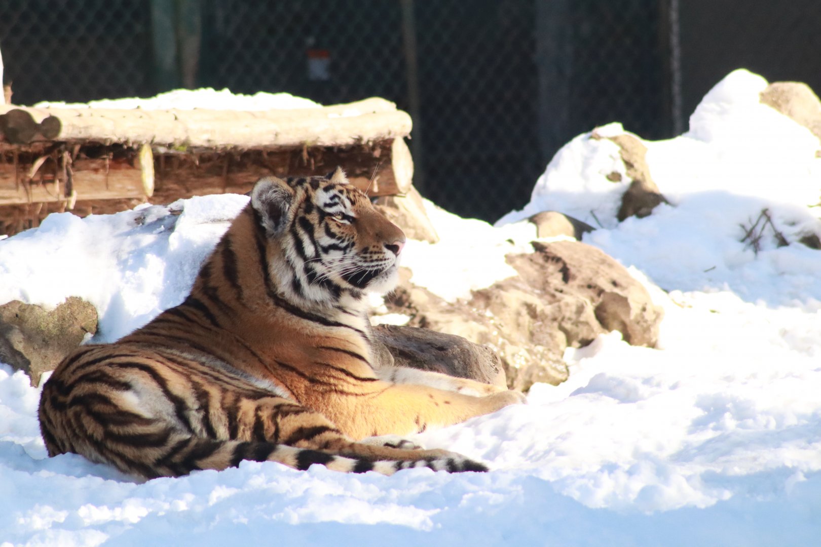 Amur Tiger- January 2025